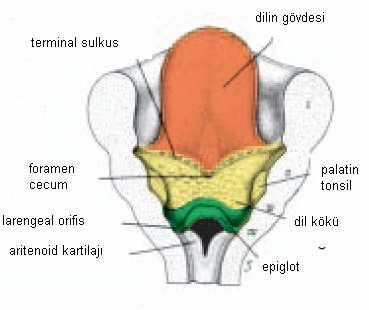 2. GENEL BĐLGĐLER 2.1 TĐROĐD BEZĐ 2.1.1 Embriyolojisi: Brankial arkus ve faringeal poşlar gelişirken, yaklaşık 24.