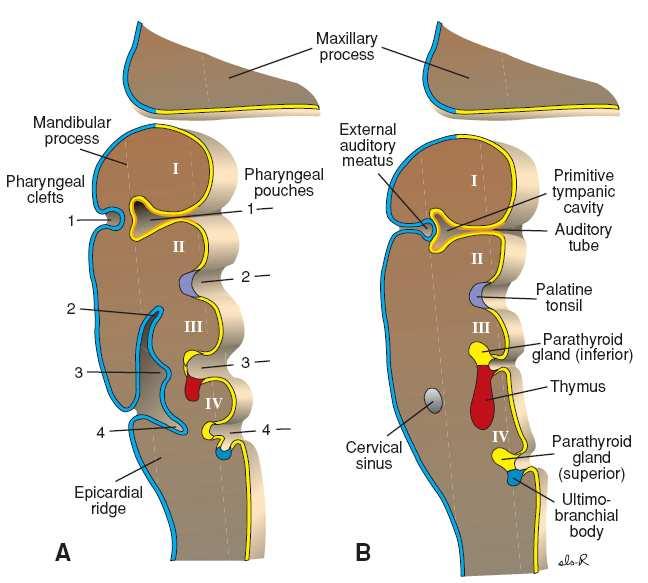 yapılar Şekil 2: A. Faringeal yarık ve poşların gelişimi B.