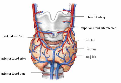 Şekil 3: Tiroid bezinin anatomisi Tiroid bezi, derin servikal fasyanın ön ve arka yaprakları arasında gevşek bir bağ dokusu tarafından sarılır. Tiroid larinkse asılıdır ve trakeaya tutunur.
