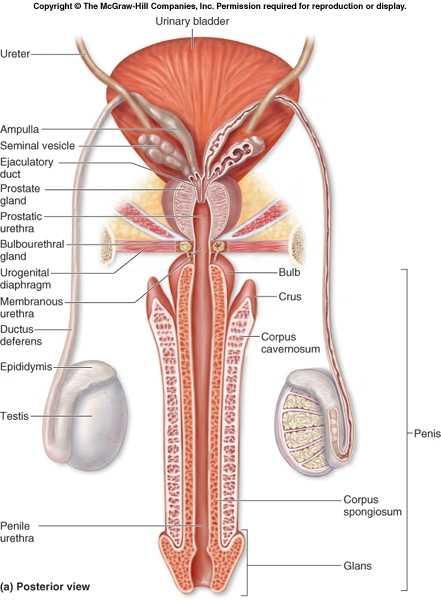 Fundus vesicae: mesanenin arka yüzü Rectum Fascia