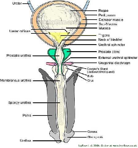 Collum (Cervix vesicae