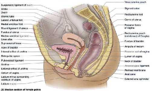 Fundus vesicae ile rectum arasında Excavatio