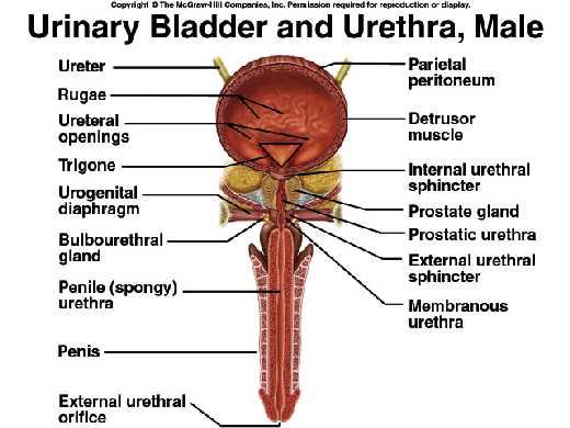 Urethra nın iki sfinkter kası var M. sphincter urethra internus: Mesane boynunu ve preprostatik üretrayı sarar ve kontrol eder. Düz kastır.