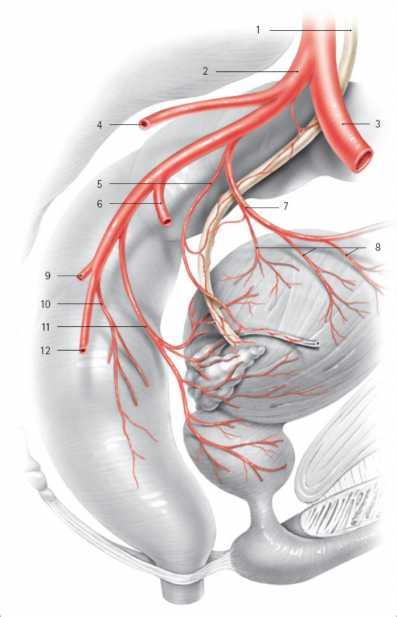 Mesanenin arterleri A. iliaca interna nın truncus anterior undan gelen a.