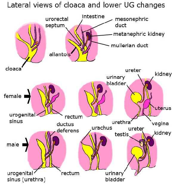 Alt üriner sistemin embriyolojisi Ürogenital sinüsün üst bölümü mesane ve