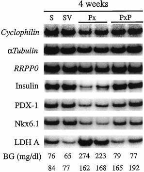 Effect of 2-week normalization of blood glucose by phlorizin treatment on changes in islet gene. Effect mrna levels of after 2-week 90% Px.