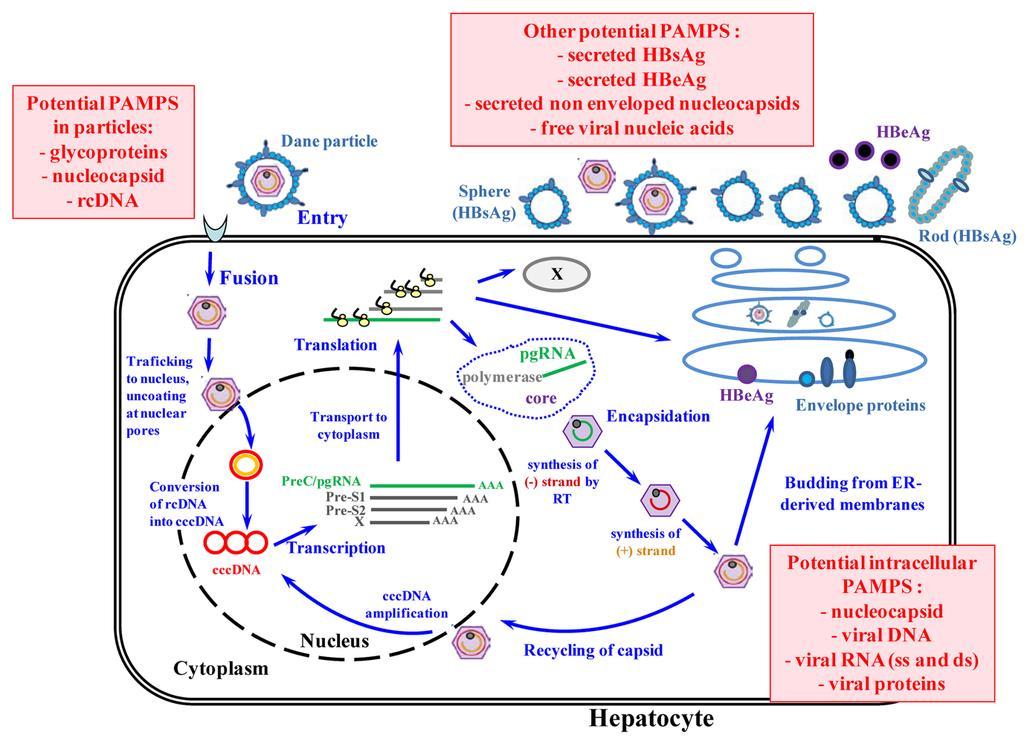 HBV Yaşam Döngüsü ve Olası Patojen İlişkili Moleküler Paternler Microbiology: A