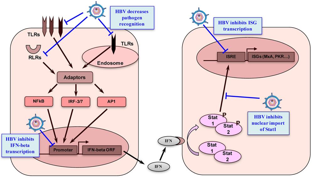 HBV-Doğal İmmün Yanıt HBV doğal immün yanıttan gizlenir Replikasyon stratejisiyle ilgili Kopyalanması için olan kalıplar hücre nukleusu içinde Transkripsiyonu için gerekli mrna lar normal hücre