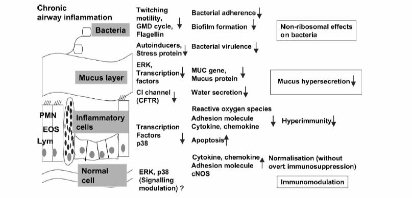 Makrolid Antibiyotiklerin İmmunoregulatuar Etkileri