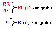 AB kan gruplu ve kız bir çocuk doğma ihtimali: 1/4 x 1/2 = 1/8' dir.