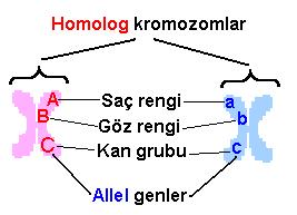 **Homolog kromozomlar: biri anneden diğeri babadan gelen, aynı şekil ve büyüklükte olup; karşılıklı bölgelerinde aynı karakter üzerinde etkili olan genler (allel genler) bulunan kromozomlardır.