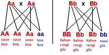 Genotip 1/4 AA 2/4Aa 1/4aa 1/4 BB 2/4Bb 1/4bb Fenotip: 3/4 Uzun boy 1/4 Kısa boy 3/4Kahverengi göz 1/4 Mavi göz Daha sonra, iki karakterin aynı anda gelme olasılığı hesaplanır.