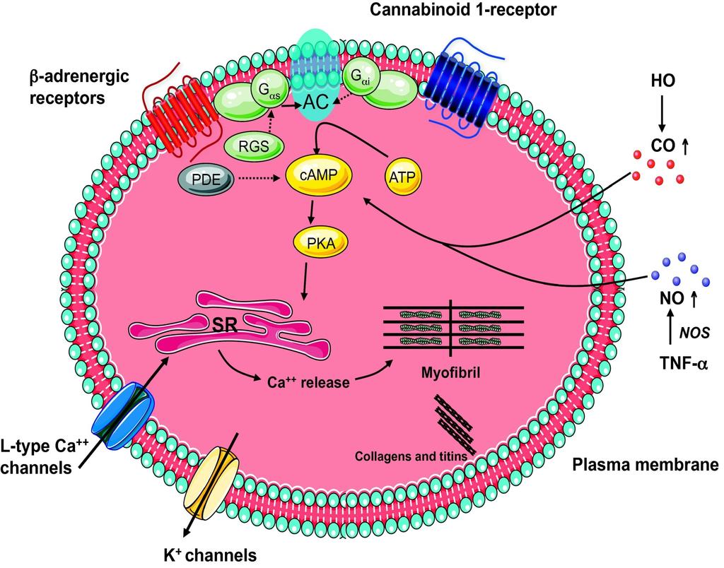 Fig. 1 Journal of Hepatology 2010 53,