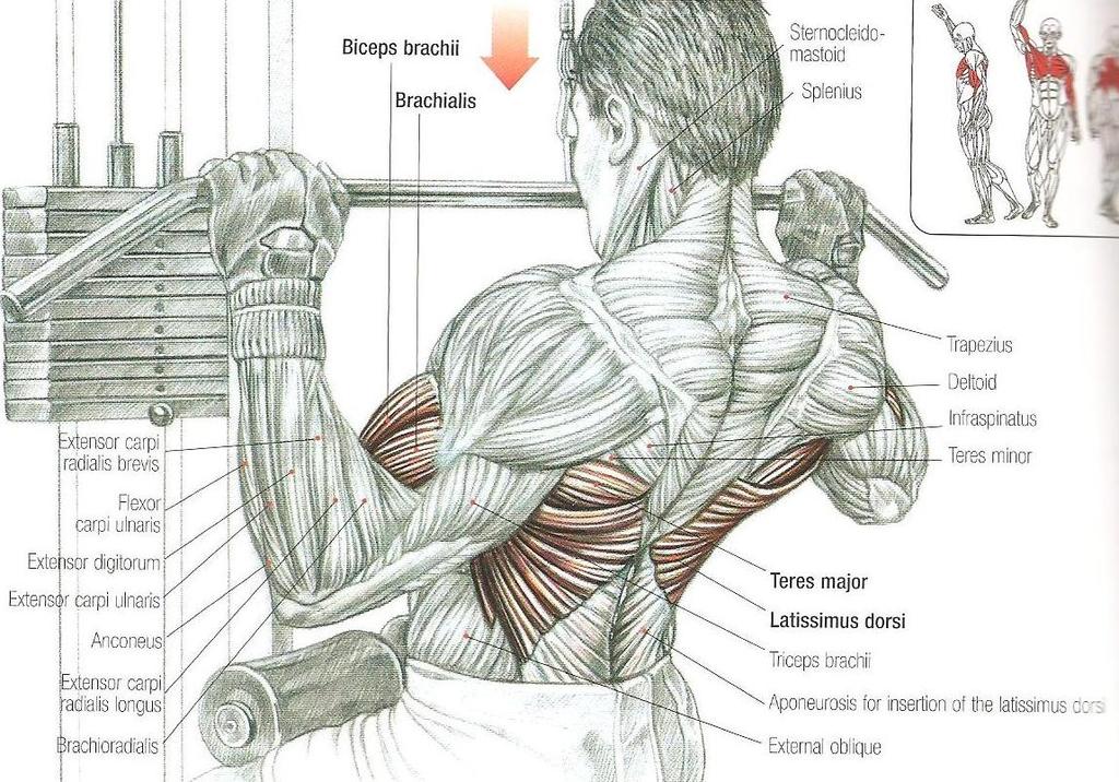 Lat pull-downs Sırtın tamamını çalıştıran bir harekettir. M. Latissimus dorsinin orta ve üst kısmı M.