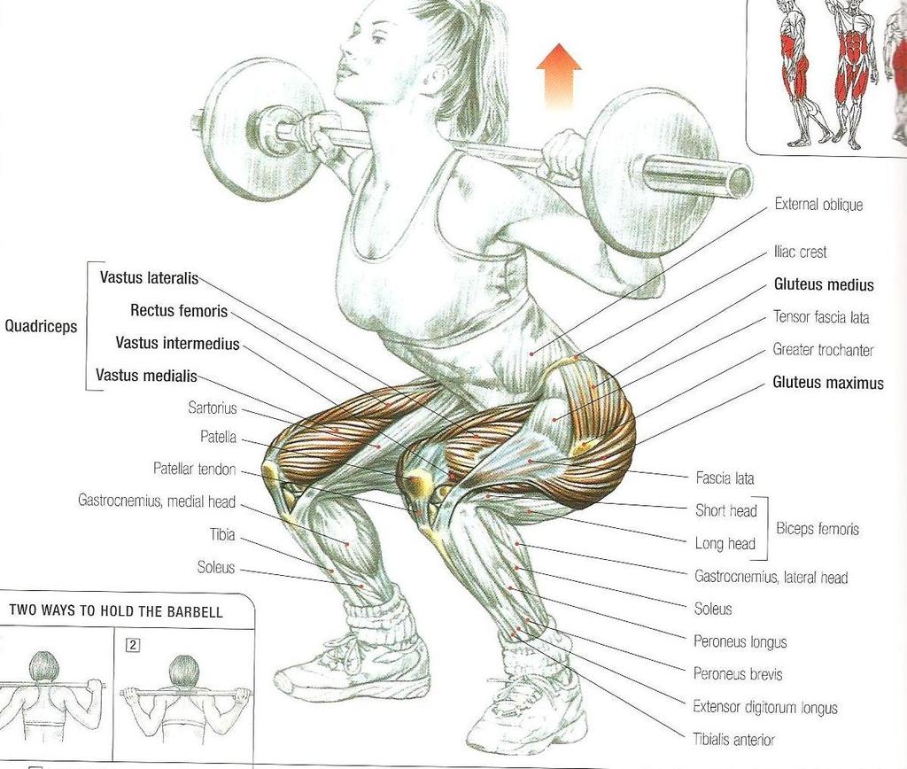 Squats Vücut geliştirmenin bir numaralı çalışması diyebileceğimiz bir harekettir.