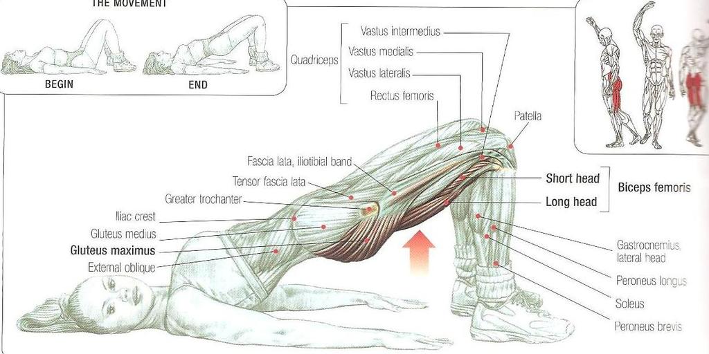 Bridging M. Gluteus maximus Hamstrings Bu harekette hamstringler gluteal kaslara göre daha çok kullanılır.