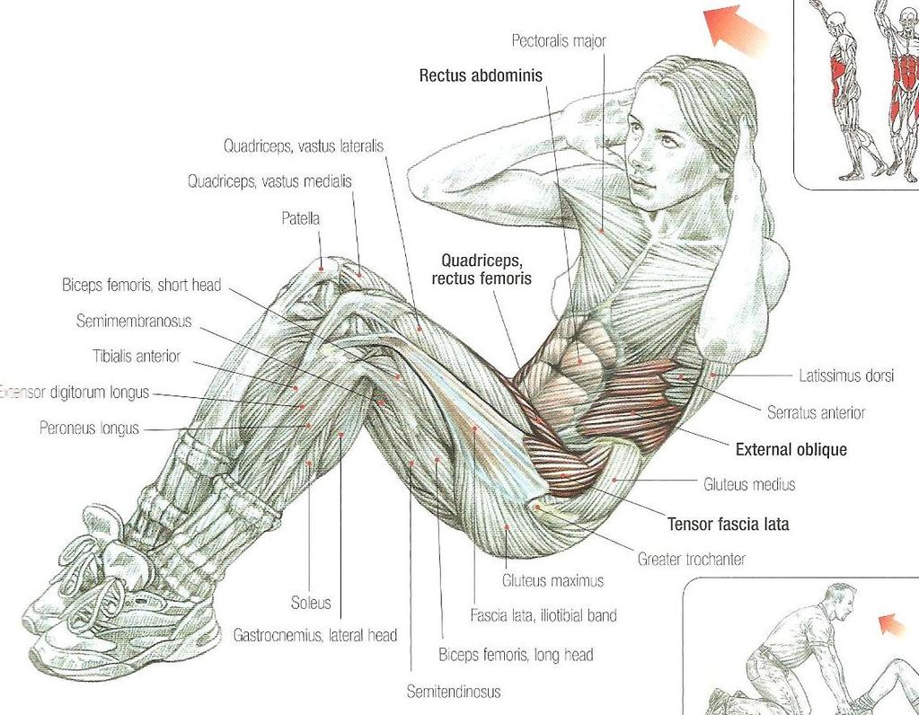 Sit-ups Kalça fleksörleri Oblik kaslar En yoğun olarak da M. rectus abdominis çalışır.