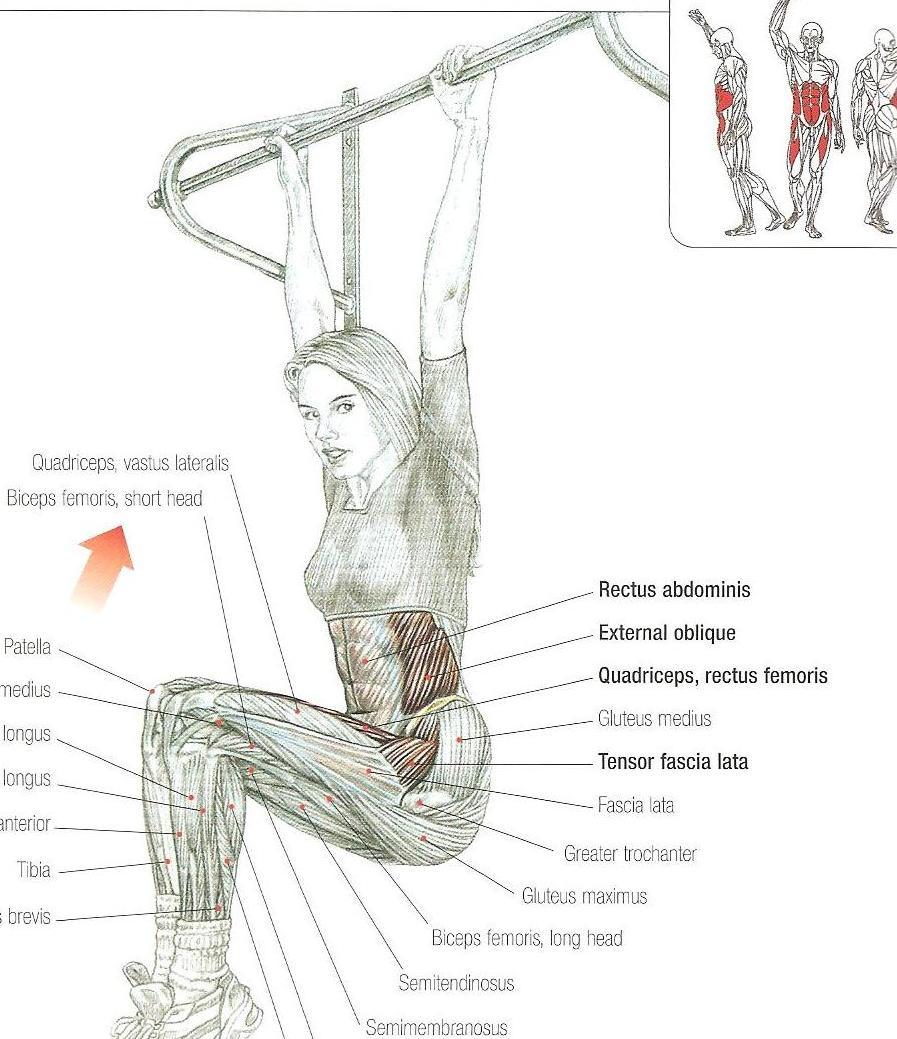 Hanging leg raises M. iliopsoas M. tensor fascia latae M. rectus femoris M. Rectus abdominis M.