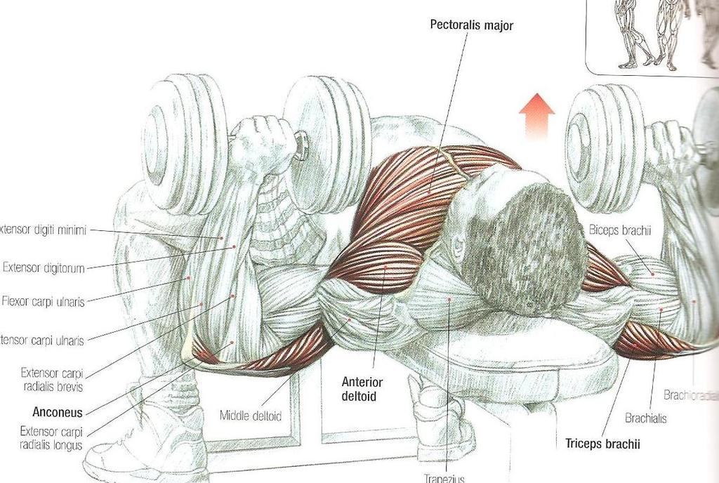 Dumbbell presses Bu hareket bench presses hareketiyle benzerlik göstermesine rağmen; Bench presses hareketine göre daha geniş bir eklem hareket