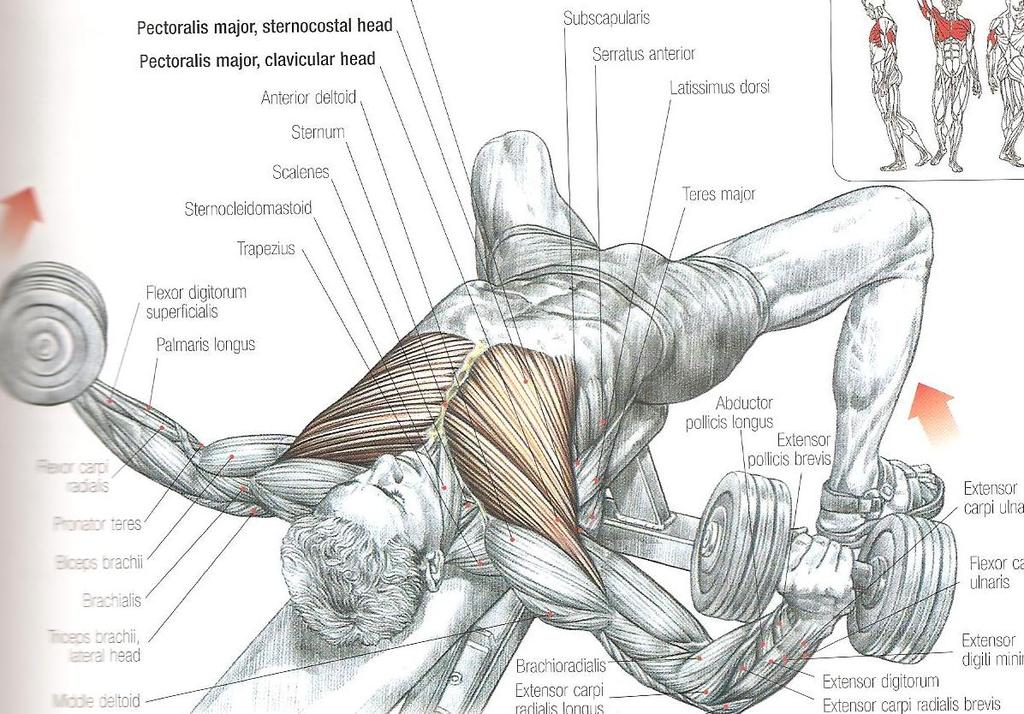 Dumbbell flys Bu hareket hiçbir zaman çok ağır ağırlıklarla