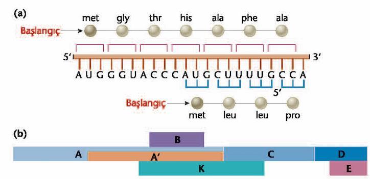 4.5 Çakışan genler mrna da başlangıç noktaları yer değiştirdiğinde farklı