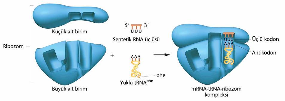 4.3.1 Wobble hipotezi Crick in hipotezine göre, trna seçiminde ilk iki ribonükleotid üçüncüye göre daha kritiktir.