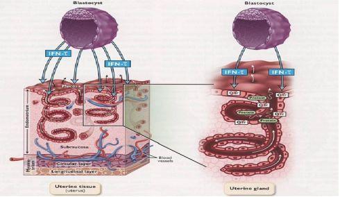 Normalde PGHS-2 proteini, koyun ve inek endometriumunun yüzey epiteli ve onun altındaki stroma hücreleri (Boos 1998, Güzeloğlu ve ark.