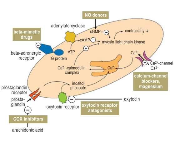 Tokolitik ilaçlar 1. Kontraksiyon sağlayan proteinlere etkili intracellular messanger üzerinden etkinlik gösteren ilaçlar 2 -adren. res. agonisti 2 -adren.