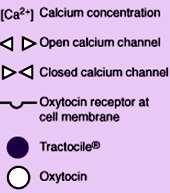 oksitosin reseptörleri preterm o
