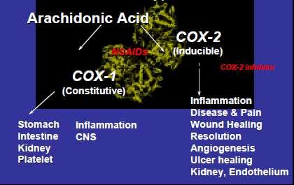 Tokoliz cox inhibitörleri endometasin sulindac nimesulid celecoxib COX 1 COX 2 (yapısal) NSAID Mide Ġnflamasyon Ġntestin SSS