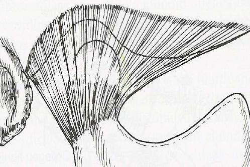 Temporalis: Görevi mandibulanın elevasyonu olup, ön lifleri çeneyi yukarıya, arka lifleri ise geriye çeker. 2. Massater: Primer olarak mandibulayı yükseltir.