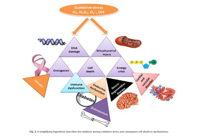 OXIDATİVE STRESS