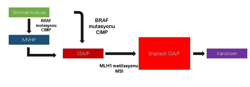 TARTIŞMA Konvansiyonel adenomlarda boyut ve villözite ile KRAS korele * KRAS büyüme avantajı sağlıyor Aynı ilişki displazi için geçerli değil * KRAS adenom gelişiminin erken evrelerinde meydana