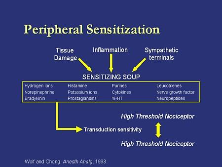 PATOFİZYOLOJİK AĞRI SÜREÇLERİ : 1. Periferik sensitizasyon 2. Patofizyolojik ağrı (Ektopik ateşlenme) 3. Santral sensitizasyon 1. Doku travması, infeksiyon vb ---> nosiseptör duyarlılığı. İnflamasyon?