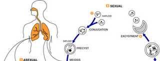 Pneumocystis jirovecii Tek hücreli ve