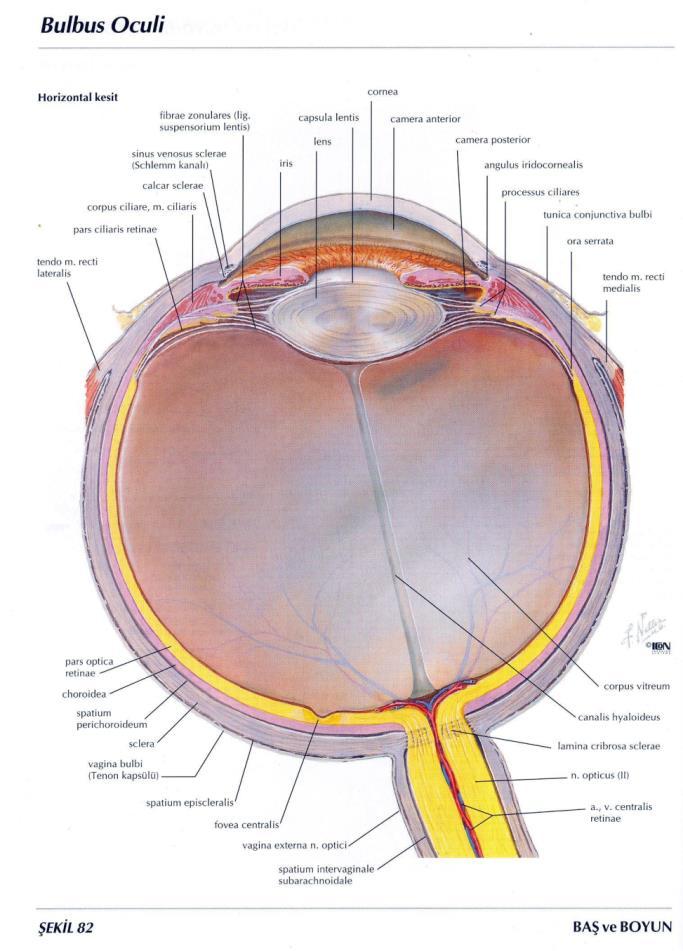 Fonksiyonel & Klinik Anatomisi ve Fizyolojisi Tunica Fibrosa Bulbi (Fibröz Tabaka) Tunica