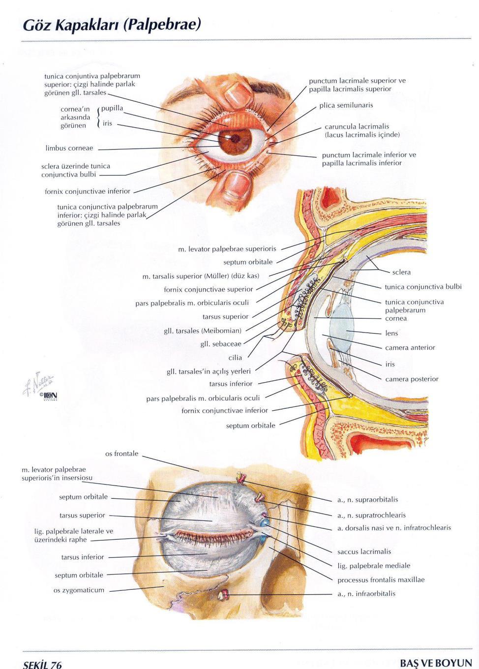 Fonksiyonel & Klinik Anatomisi ve Fizyolojisi Yardımcı Organlar - 2