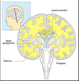 Korteks koyu renkli görüntüsünden dolayı gri madde (gri cevher) adını alır" Korteksin alt kısmında, kortekste bulunan hücrelerin uzantıları ile glia hücrelerinin yoğun olarak bulunduğu beyaz madde