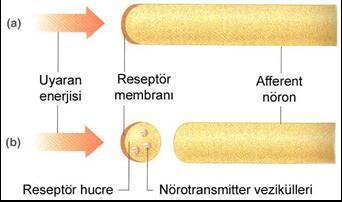 Reseptörlerin Genel Özellikleri Reseptörler uyaran tarafından uyarıldıkları zaman bu uyarıyı bir duysal afferent sinire iletirler" Afferent: Çevreden sinir sistemine