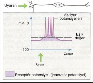 Nöronlardakine benzer şekilde, reseptörlerde de uygun bir uyaranın etkisiyle reseptör içine Na + akışı olur ve RESEPTÖR POTANSİYELİ