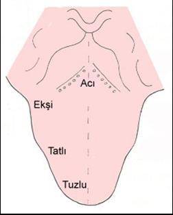 Dil üzerinde bulunan reseptörler tarafından algılanır" Bu reseptörler genellikle tad tomurcukları adı verilen kümeler halinde bulunur" Tad