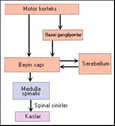 Motor Kontrolü Sağlayan Sinir Sistemi Bölümleri Korteksin motor kontrol ile ilgili alanları" Bazal çekirdekler
