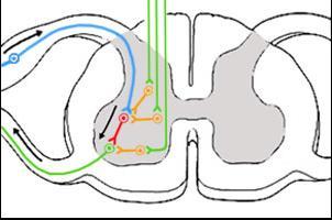 Refleks hareketin ortaya çıkmasını gerektirecek bir duysal uyaran medulla spinalise ulaştığında, bu uyarı beyindeki motor bölgelere gönderilmeden, hızlı bir şekilde medulla spinalis ara nöronlarında