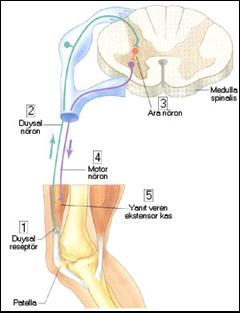 Refleks Hareketin Bileşenleri Nöroloji muayenesinde sıklıkla kullanılan bir yöntem, patella kemiğinin altındaki tendona (bağ) bir çekiçle vurularak oluşan refleks hareketin gözlenmesidir" Bu örnek