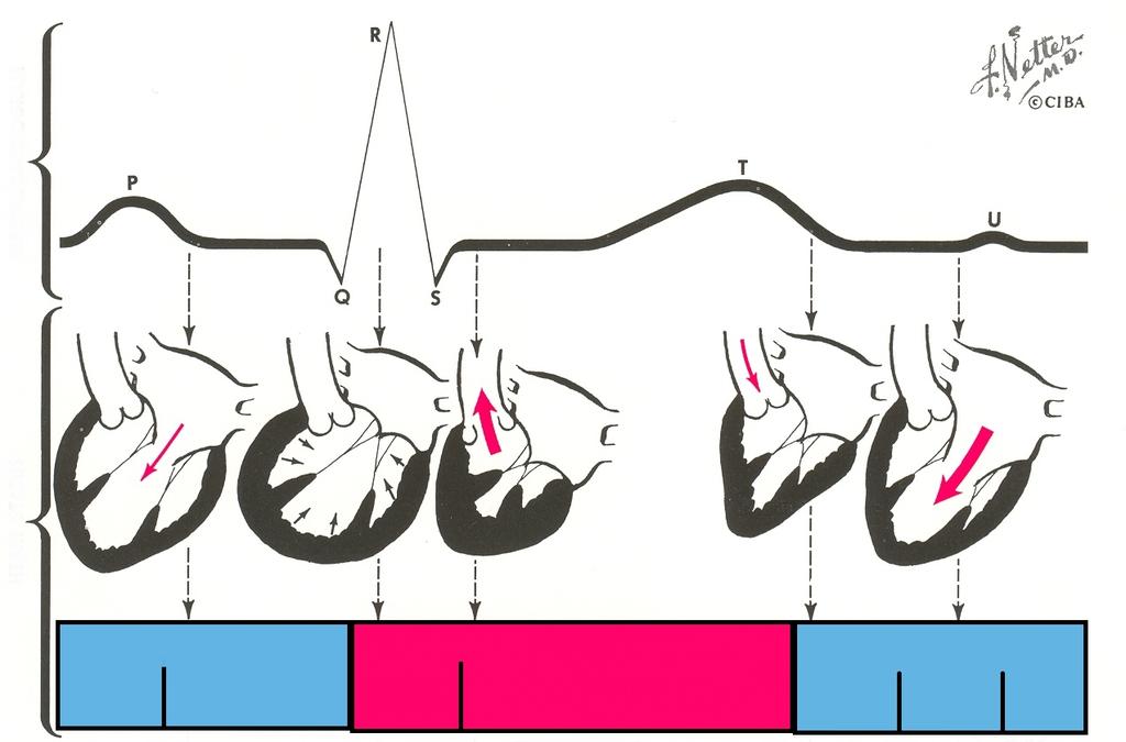 KALP DÖNGÜSÜ KALBİN DURUMU ELEKTROKARDİYOGRAM DİYASTOL SİSTOL DİYASTOL Yavaş Dolum