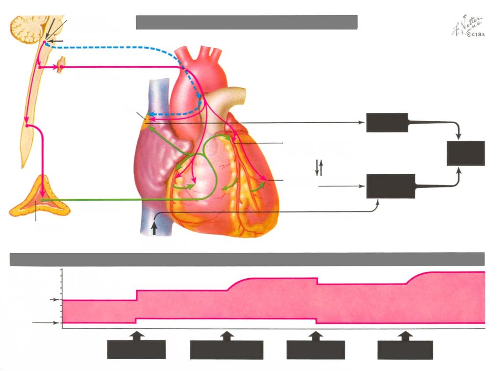 Sempatik Stimülasyon% Vagal İnhibisyon Perfüzyon gereksinimine kalbin adaptasyon mekanizması Vagus Lifleri Sempatik Kardiyak Lifler S-A Nodu Kalp Hızında Artış Koroner Dilatasyon (Artmış O2 desteği,