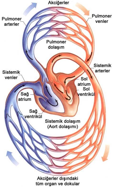 Küçük Dolaşım