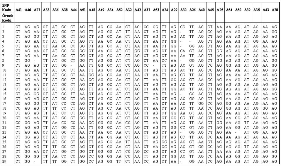 TABLO 1: 29 SNP Setinin ABI 310 cihazında gözlenen SNP uzunluklarının