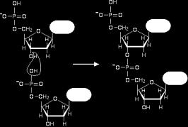 Nükleotitler Şeker + baz + fosfat = nükleotit Baz Nükleozit Nükleotit Nükleik asit Pürinler Adenin Guanin Pirimidinler Adenozin Deoksiadenozin Guanozin Deoksiguanozin Adenilat Deoksiadenilat Guanilat