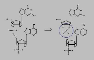 nın dan farkları yapısındaki ribozun 2 OH grubundan dolayı dan daha az stabildir Alkalilerle muamele edildiğinde kolaylıkla 2-3 siklik monofosfat türevlerine parçalanır.